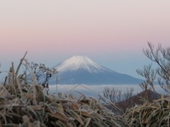 紅富士