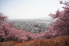 松田山の河津桜
