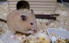 うまい！