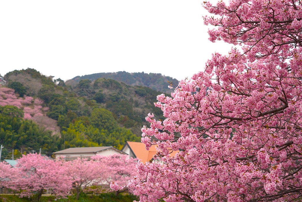 河津桜