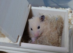 天体観測もできるとのことです。