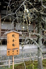枝垂梅
