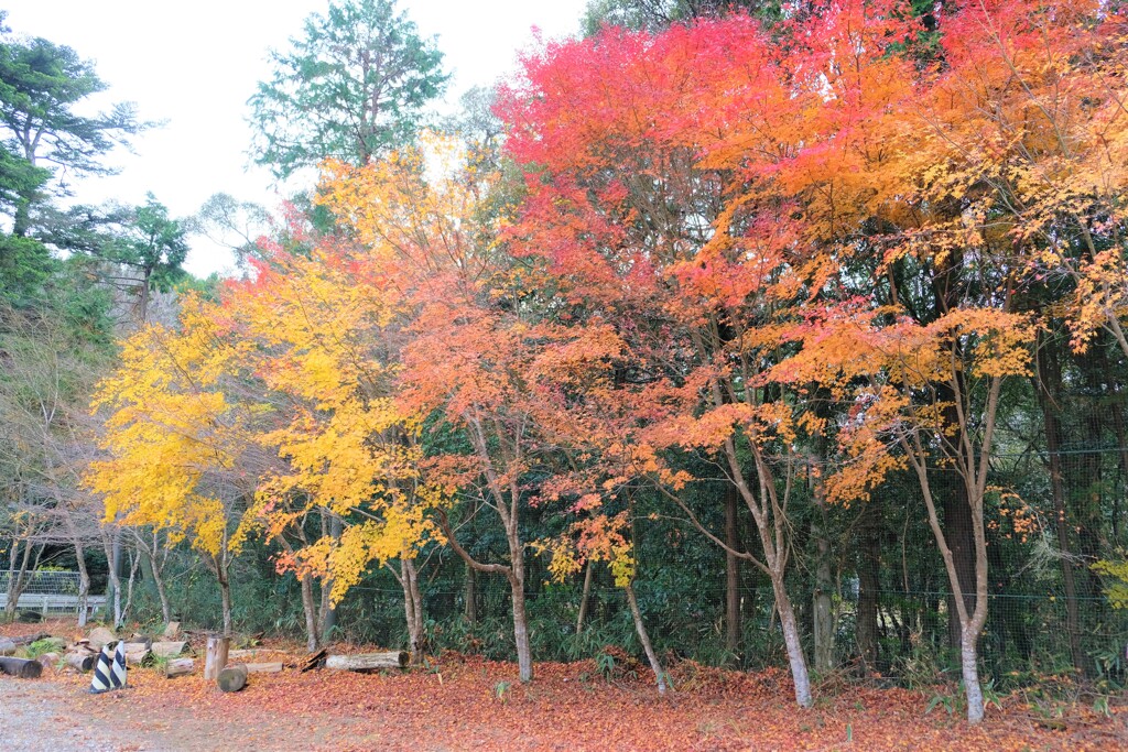 紅葉みにいこうよう～