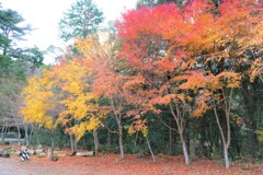 紅葉みにいこうよう～