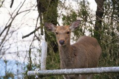 シカの耳可愛いです。