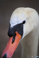 コブハクチョウ　in 山中湖