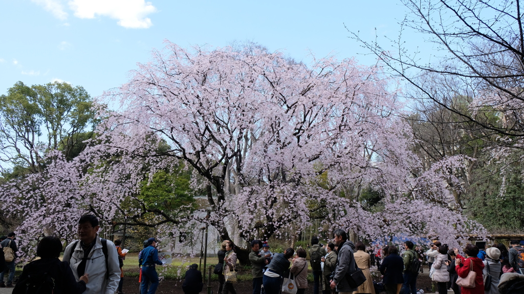 六義園　しだれ桜