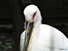 コウノトリ