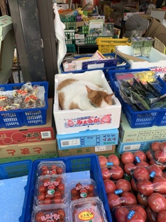 コロナ大変にゃん　隠れるにゃ〜