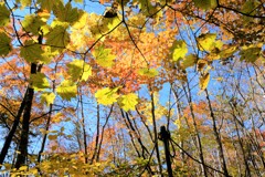 三頭山の紅葉２