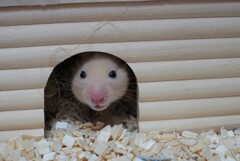 巣ごもり中とのことです。