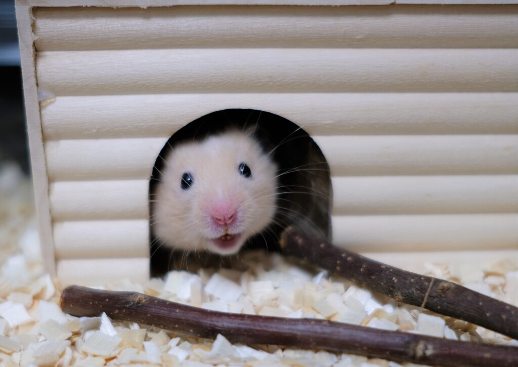 生ハム