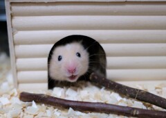 生ハム