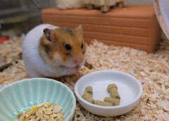 ペレットタイプも美味しゅうございます