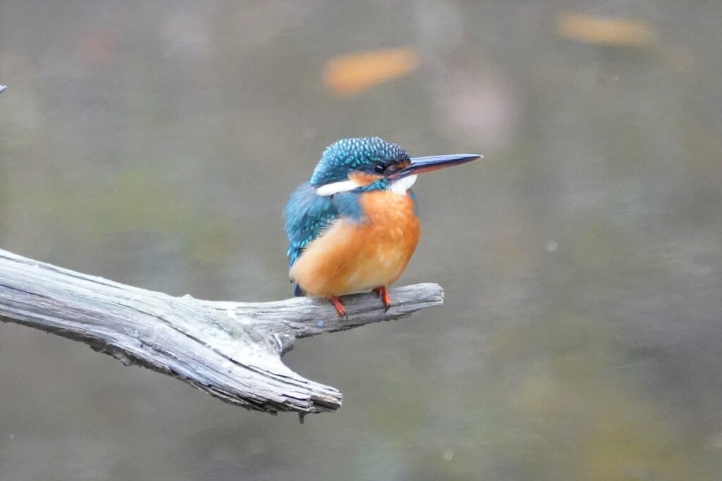 カワセミ