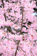 京都の桜　醍醐寺にて　2019
