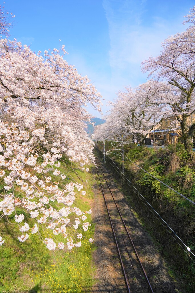 山北の桜