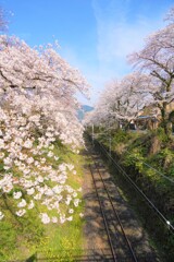 山北の桜
