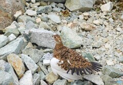 ライチョウの親子