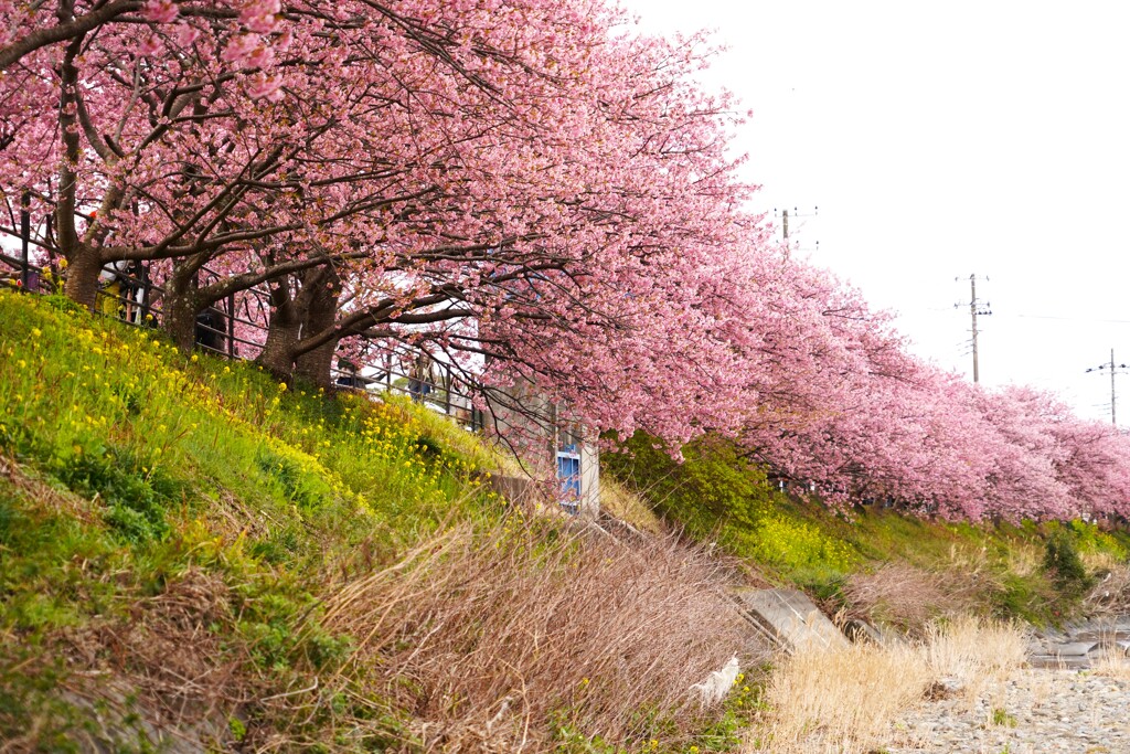 河津桜