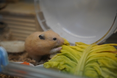 ハムキャベツ