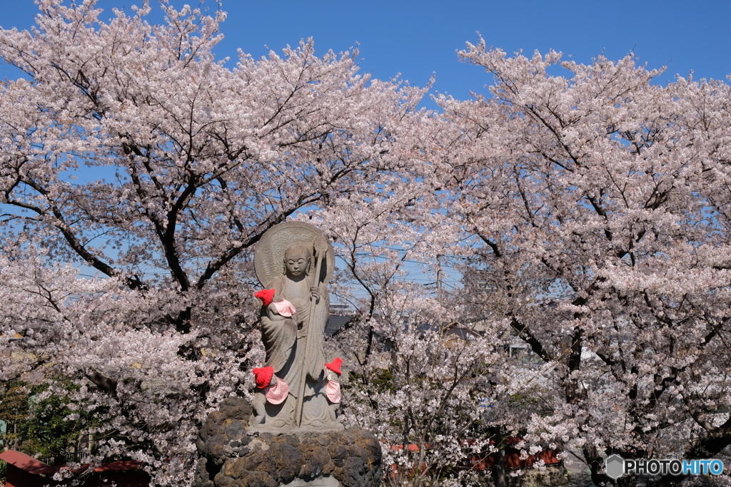 熊谷桜堤