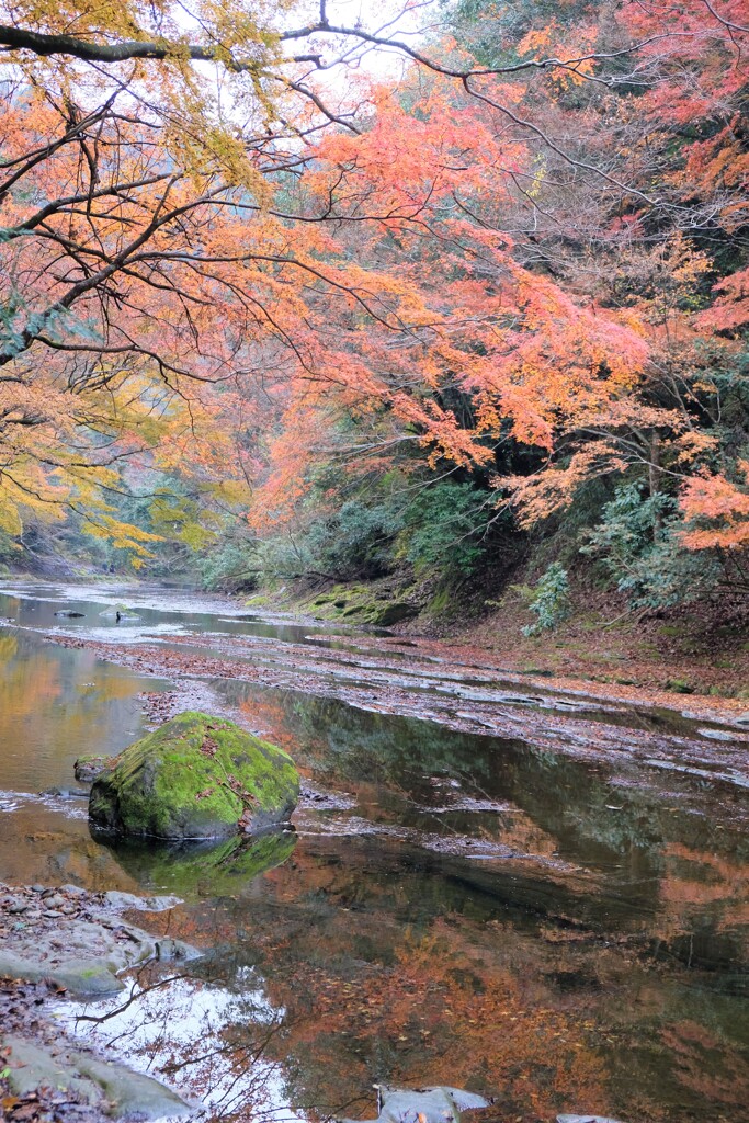 紅葉