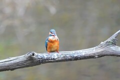 おっす！！　カワセミさんが挨拶してました