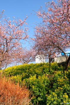 松田山