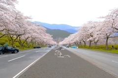 さくら