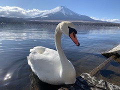 山中湖のコブハクチョウ