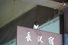 外出しないでね