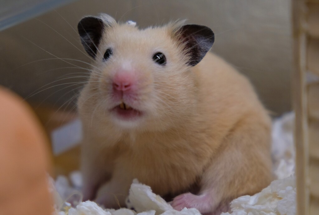 あたまになんか付いてるよｗ