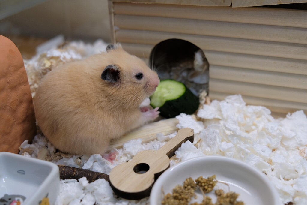 キュウリ美味しいね
