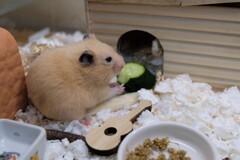 キュウリ美味しいね