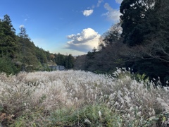 ススキ