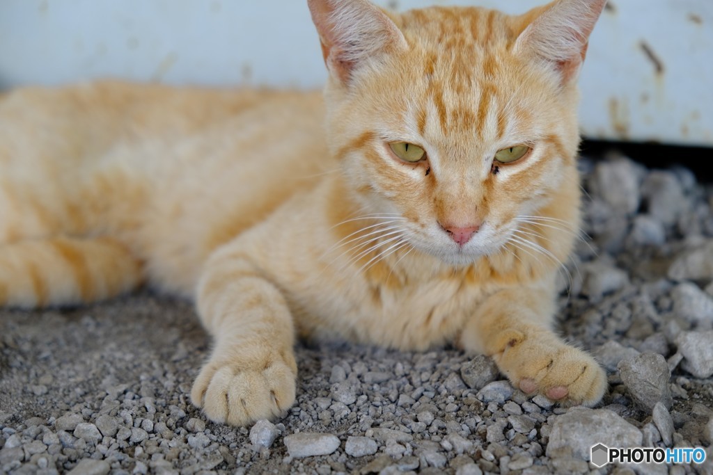 明野のひまわり猫
