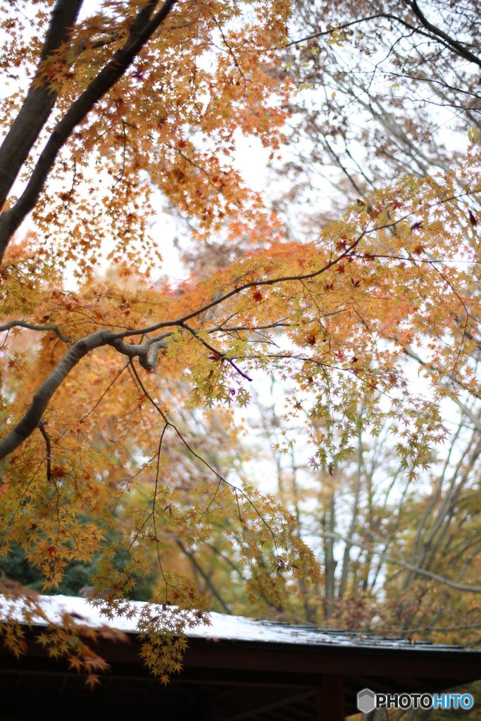 昭和公園　紅葉