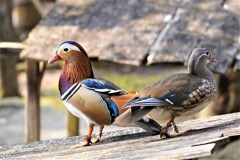 オシドリ　動物の瞳AFが効いた