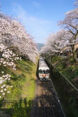 さくらの花道