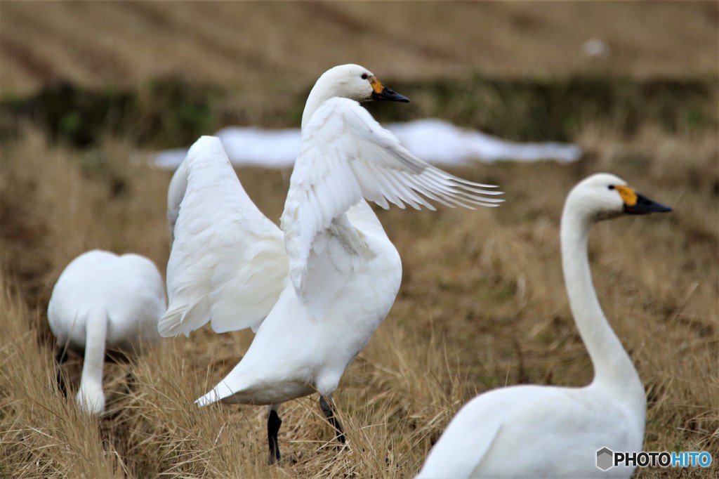 白鳥拳法　「あちょ～」