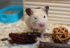 ウインクでよろしく！
