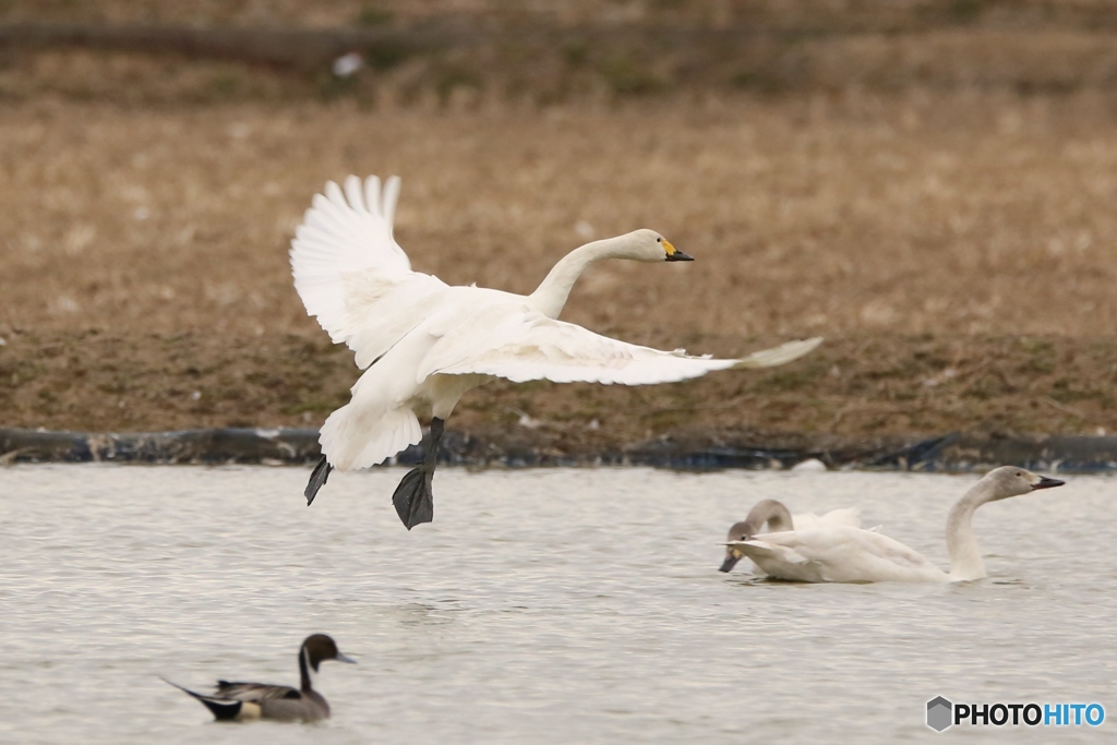 白鳥　白鳥の郷　帰還