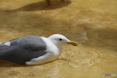 トーリー　動物園