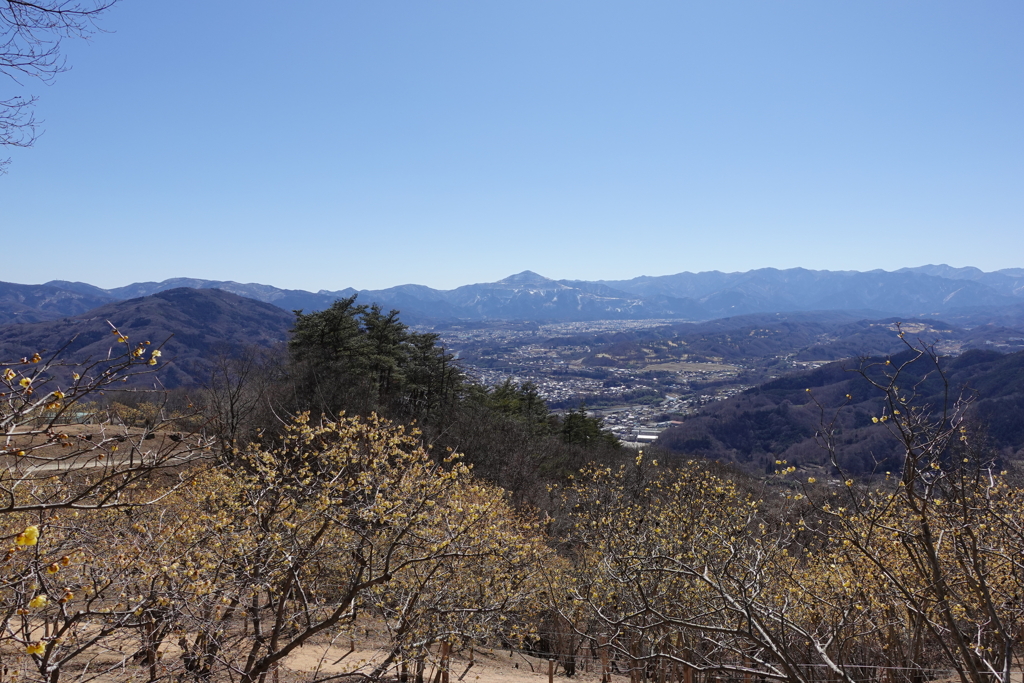 宝登山からのロウバイと武甲山