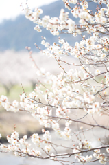 梅の花