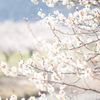 梅の花