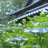 アジサイ
