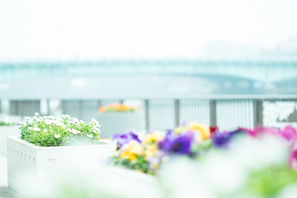 春の花の咲く川辺