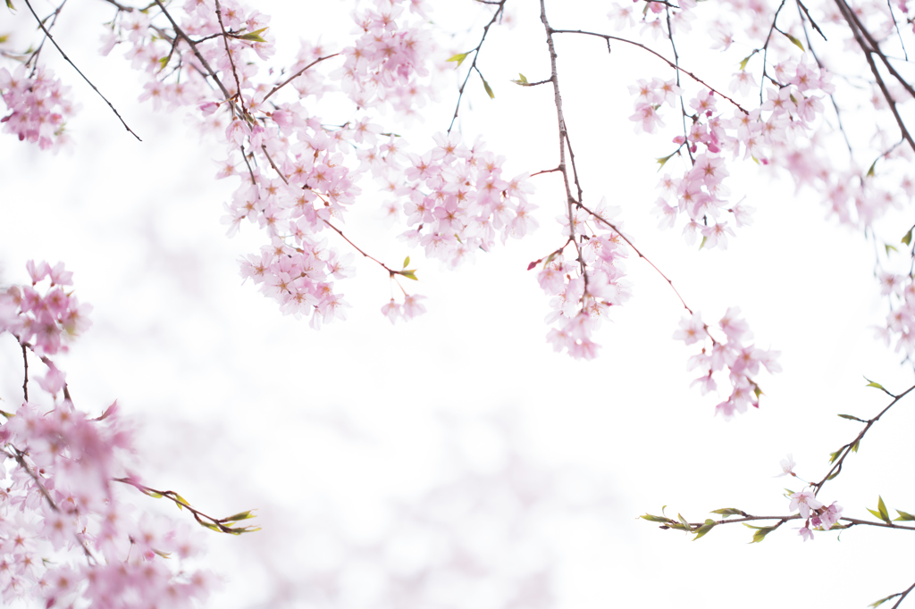 榴ヶ岡公園の桜３